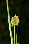 Pine barren flatsedge